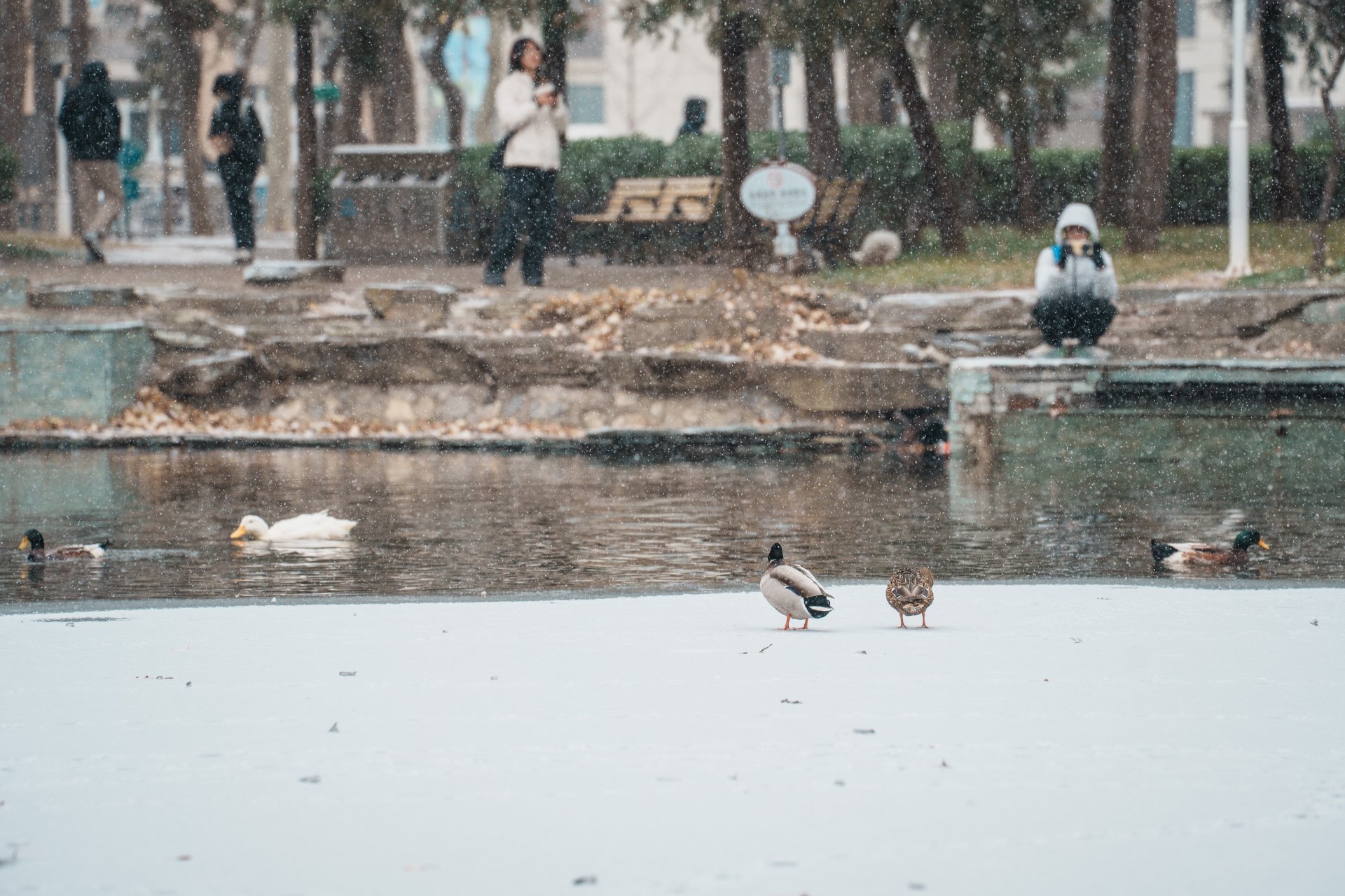 2025-12-15 / 点击数